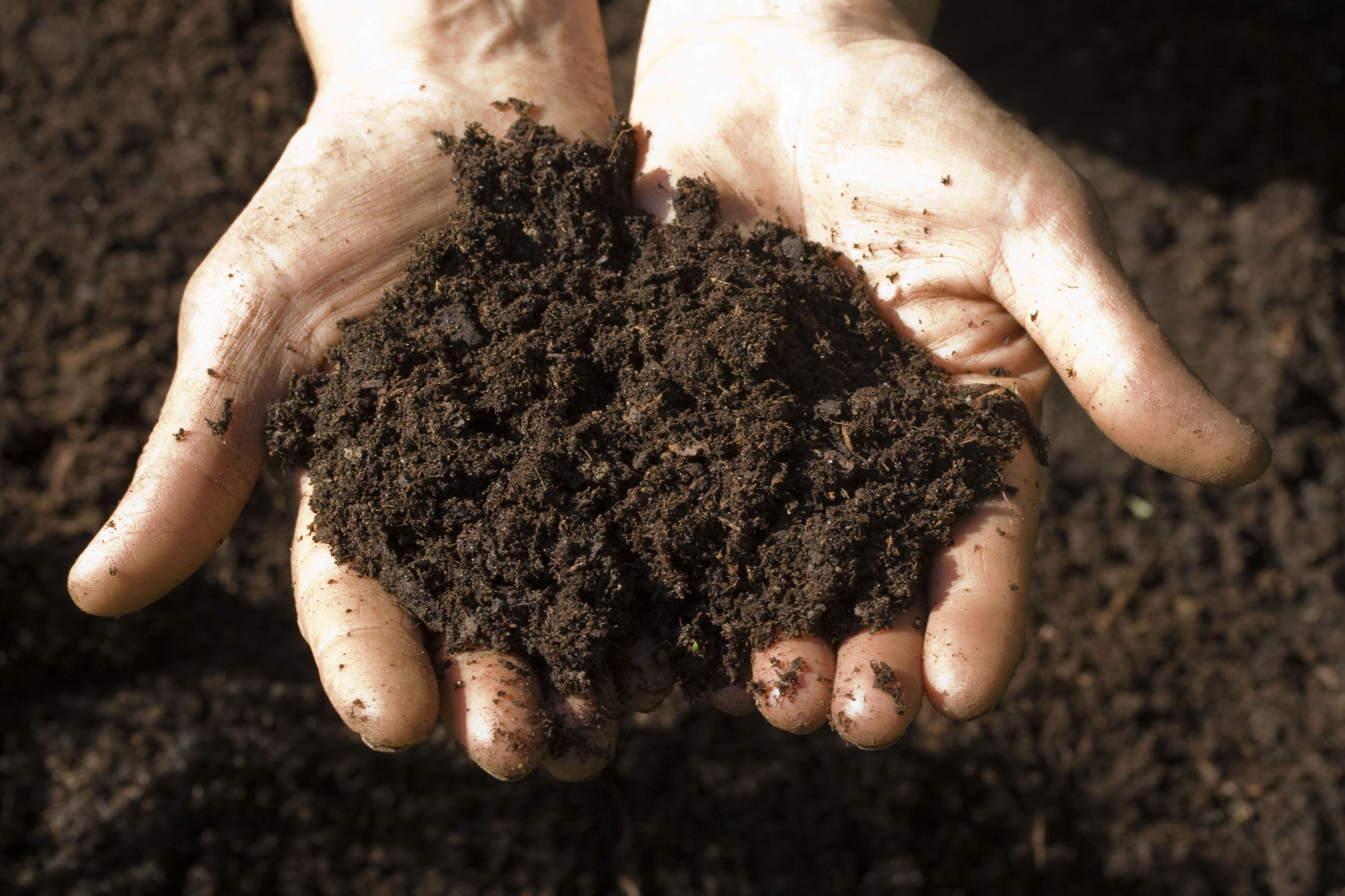 Hands holding dirt